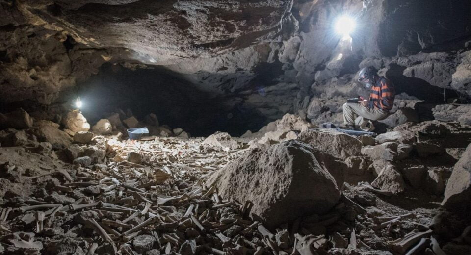 Archaeologists have found a cave where hyenas have dragged their prey for centuries