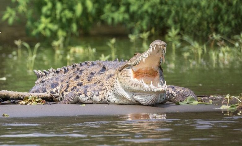 In Florida a man fell from a bicycle onto an alligator