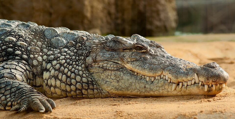 In Florida a man stole a crocodile to fight with him