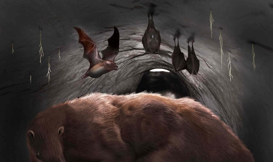 The remains of a giant bat found in an Argentine cave