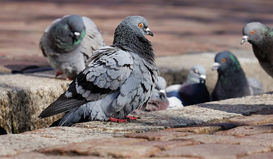 The student was fined for feeding a pigeon on the street