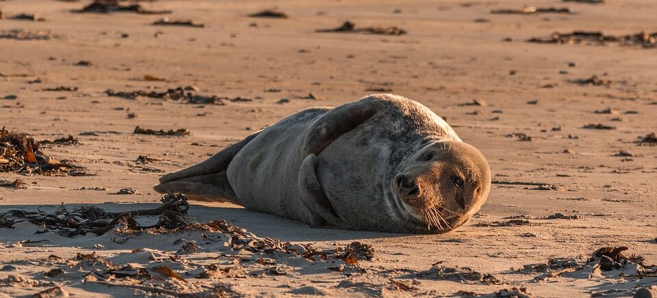 US residents will pay a fine for touching a rare animal