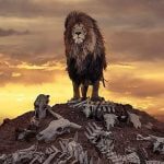 Unusual shot British photographer captures a lion over a pile of bones