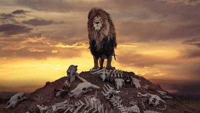Unusual shot British photographer captures a lion over a pile of bones