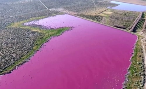 Argentinas lakes turn pink but prospects are not bright
