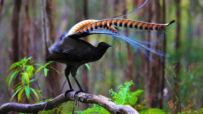 Lyrebird has learned to imitate baby crying very convincingly VIDEO