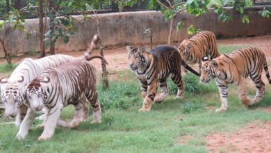 Mystery of the Black Tigers from the Biological Park of India revealed