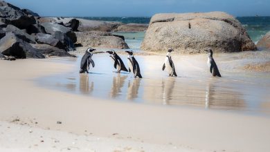 Swarm of bees suspected of killing 63 African penguins