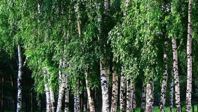 Birch and poplar will help fight climate change