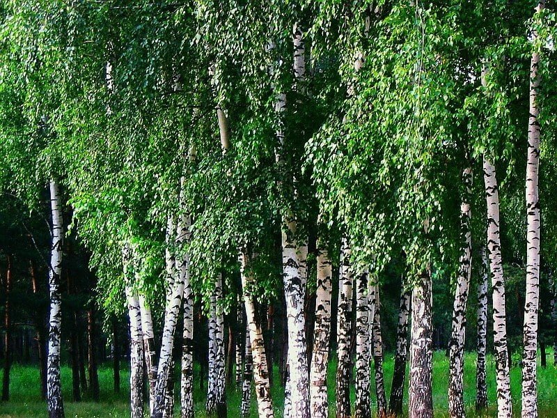 Birch and poplar will help fight climate change