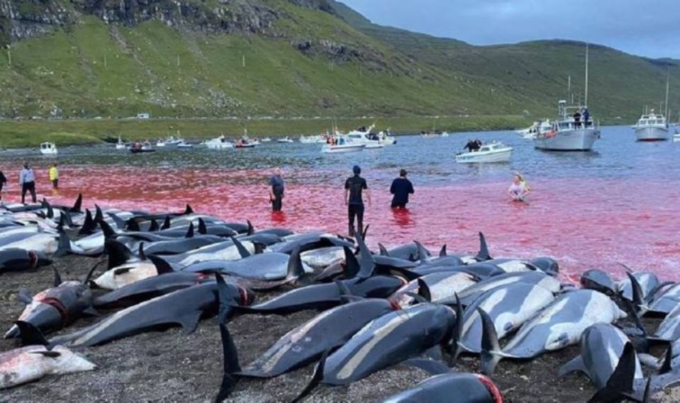 Faroe Islands kill 53 more dolphins
