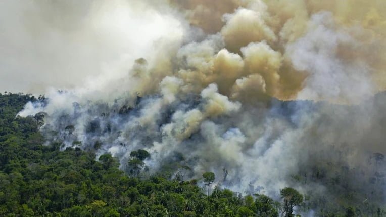Forests in the Amazon are declining rapidly deforestation increased by 22 in a year