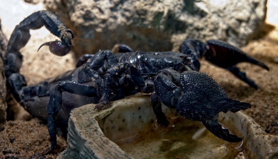 In an Egyptian city people suffered from the invasion of scorpions