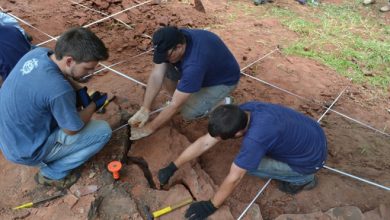 New species of toothless dinosaur discovered in Brazil