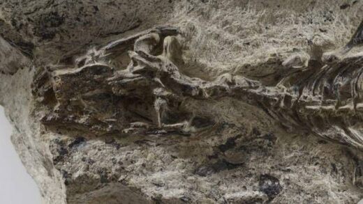 Paleontologists have denied the discovery of a fossil believed to be the missing link between lizards and the first snakes