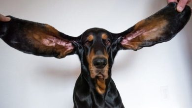The dog with the largest ears in the world hit the Guinness Book of Records