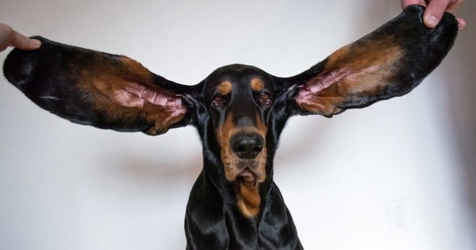 The dog with the largest ears in the world hit the Guinness Book of Records