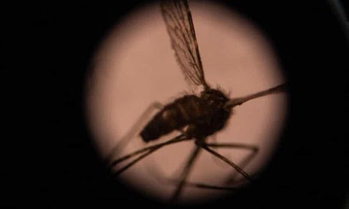 COVID disrupts global fight against malaria leading to thousands of new deaths WHO