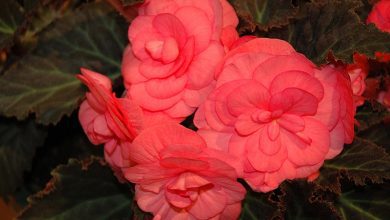 Scientists discover giant begonias in Tibet 1