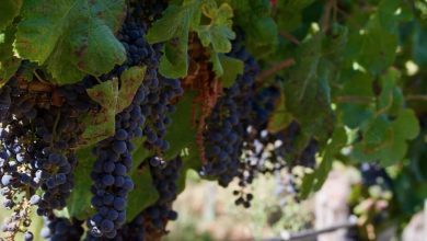 Wine grape varieties were first domesticated in the South Caucasus