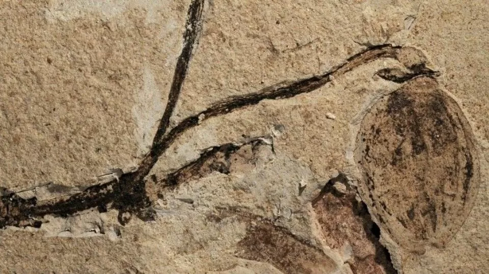 160 million year old fossil flower found in China