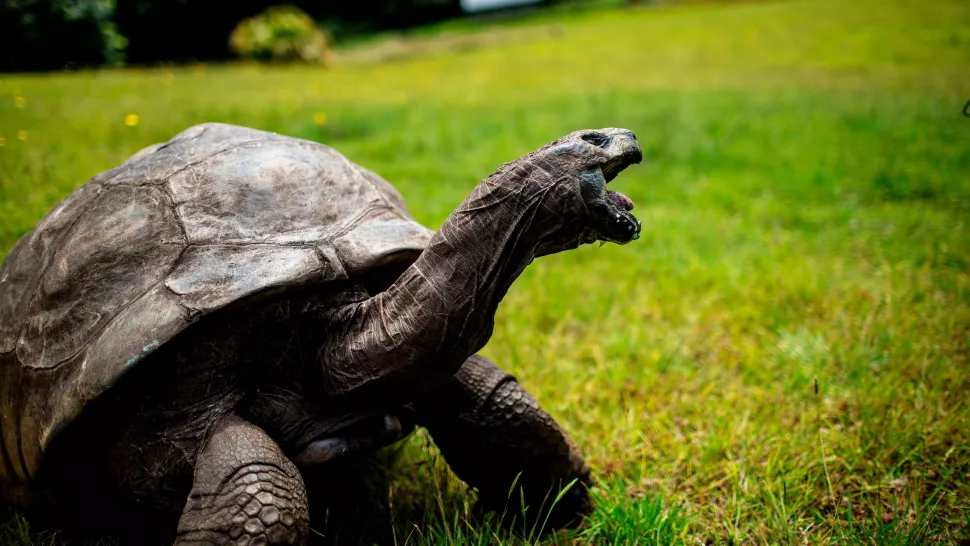 190 year old Jonathan is the oldest tortoise ever