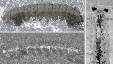 500 million year old bug like fossils have stunningly preserved nervous systems 1