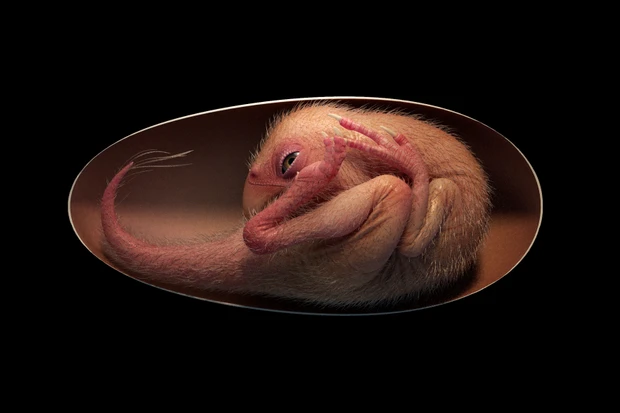 A perfectly preserved dinosaur embryo could link modern day birds to dinosaurs 2