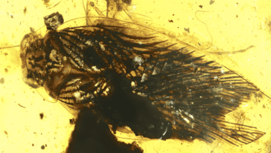 Amber Fossil Reveals New Clues About Ancient Cockroach Ecology 1