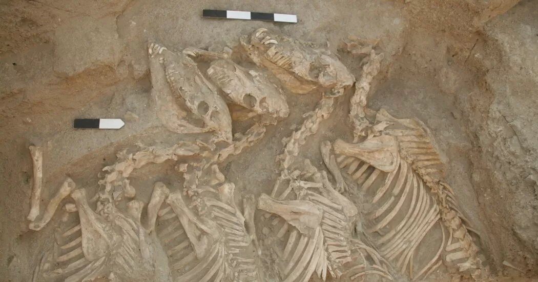 Archaeologists have found a hybrid animal bred 4500 years ago