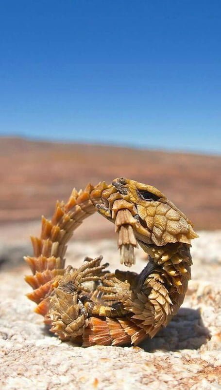 Armadillo lizards look like real mini dragons 5