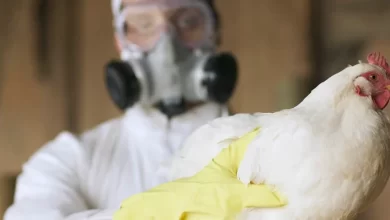 Avian influenza All you need to know about the bird flu outbreak 1