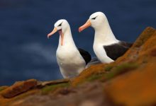 Biologists have found that albatrosses can dive up to 19 meters