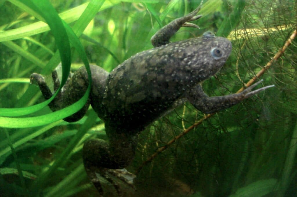Biologists have learned to grow lost limbs from frogs 1