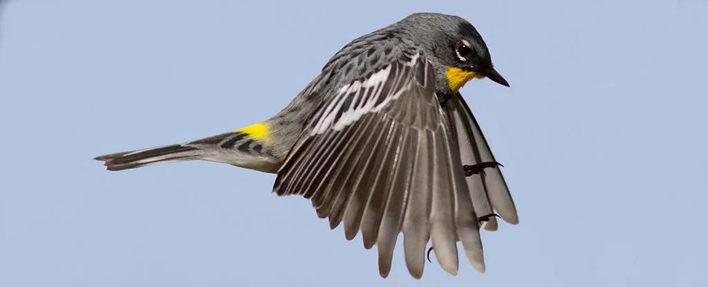 Birds Use Earths Magnetic Field For Stop Signs When They Migrate