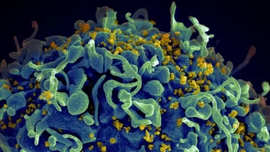 Cancer Drug Flushes Out Latent HIV Exciting New Study Finds
