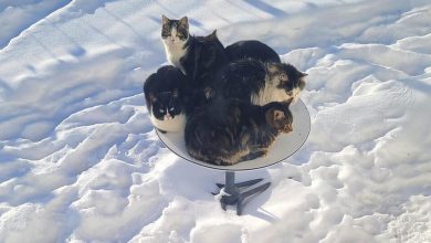 Cats decided to bask on Elon Musks satellite dish and broke the Internet