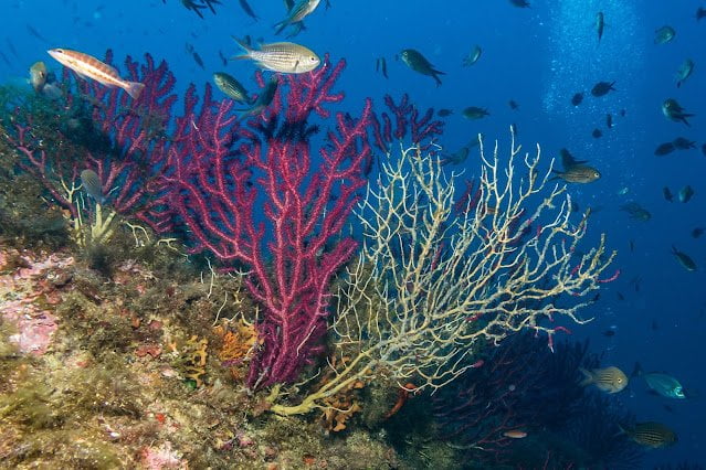Climate Crisis Drives Mediterranean Coral Populations To Collapse