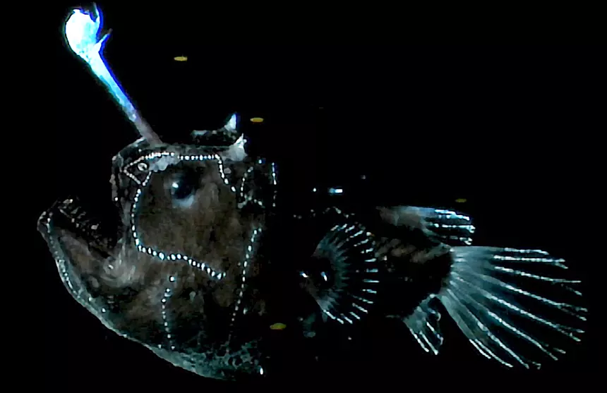 Deep sea anglerfish produce light with their own body 1