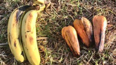 False banana from Ethiopia defies hunger and climate change 1