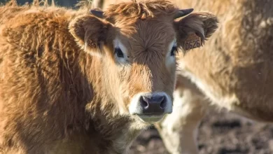 Farmer Uses Virtual Reality To Increase Milk Yield