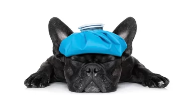 French bulldogs are more at risk of common health disorders than other breeds