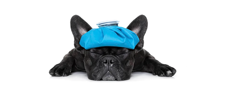 French bulldogs are more at risk of common health disorders than other breeds