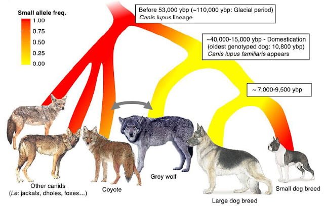 Gene Mutation That Makes Dogs Small Existed In Ancient Wolves