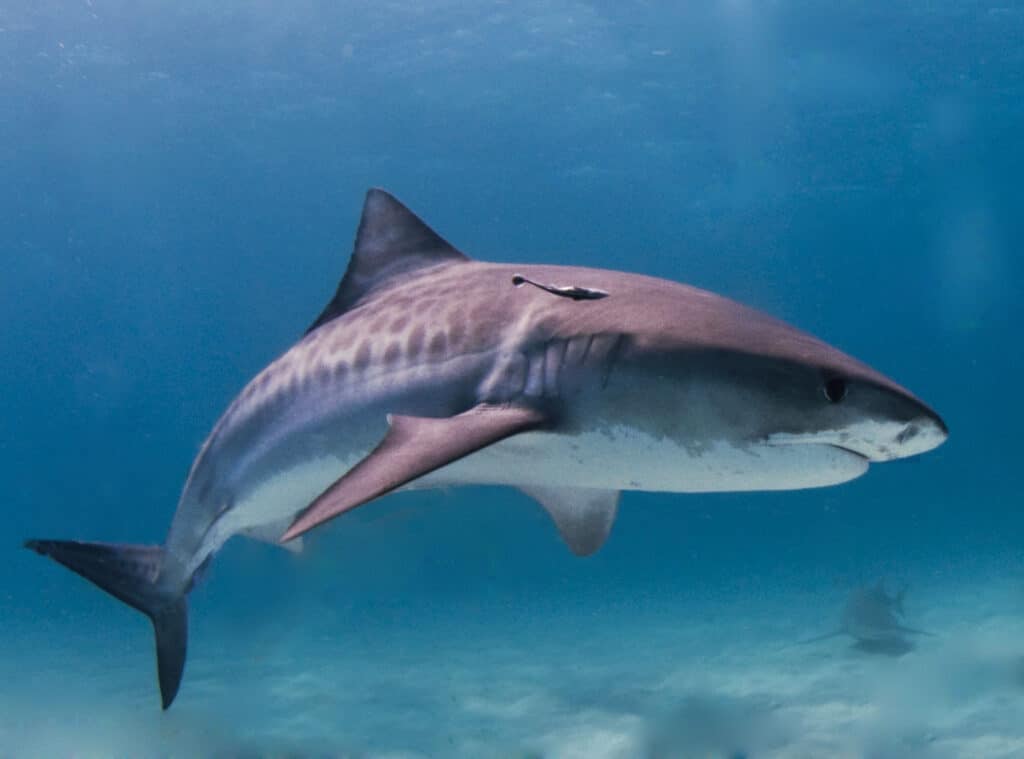 Global warming has changed tiger shark migrations