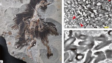 Hollow Melanosomes From A 130 Million Year Old Fossil Suggest Earliest Appearance Of Brilliant Iridescent Colour In Bird Feathers