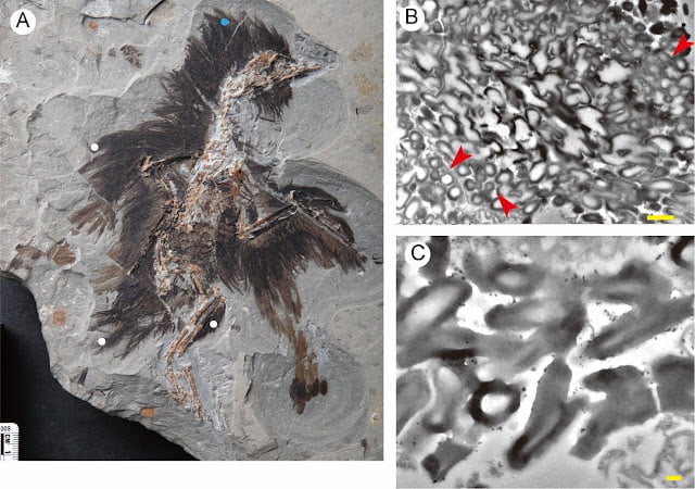 Hollow Melanosomes From A 130 Million Year Old Fossil Suggest Earliest Appearance Of Brilliant Iridescent Colour In Bird Feathers