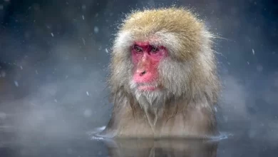 In Japan the leader of the local monkeys became a female