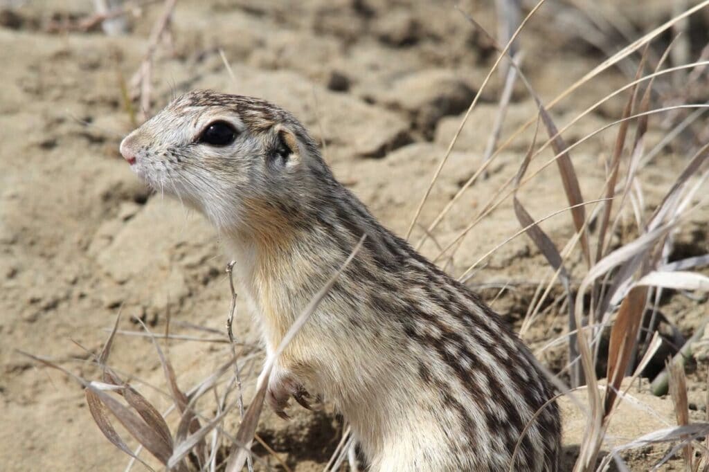 Intestinal bacteria of ground squirrels will be useful to astronauts