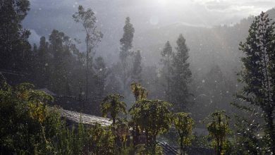 Mercury pollution rises in Peruvian forests